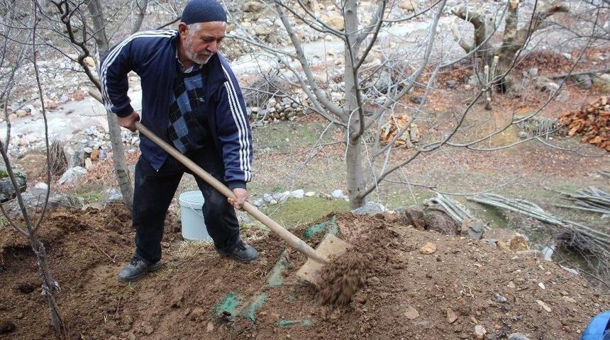 Sason&rsquo;da Şalgam Toprak Altında &Ccedil;ıkarılmaya Başlandı