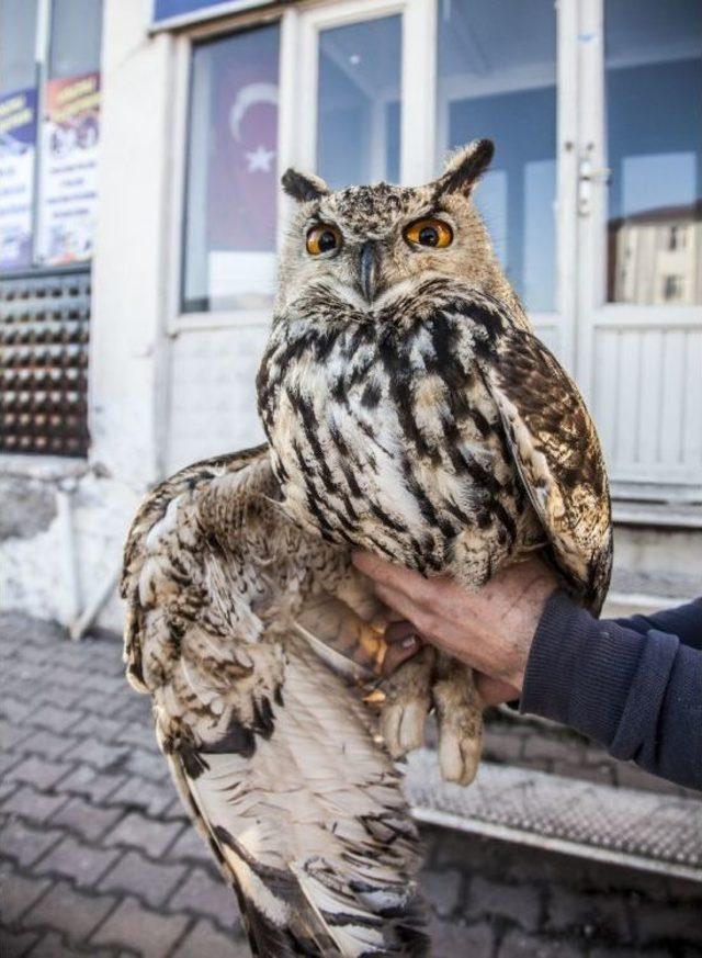 Yaralı Baykuşa Duyarlı Gençler Sahip Çıktı