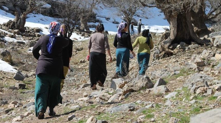 Pancar Toplamak İ&ccedil;in 4 Kilometre Y&uuml;r&uuml;yorlar