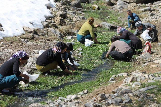 Pancar Toplamak İçin 4 Kilometre Yürüyorlar