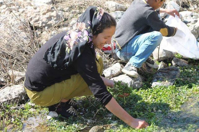 Pancar Toplamak İçin 4 Kilometre Yürüyorlar