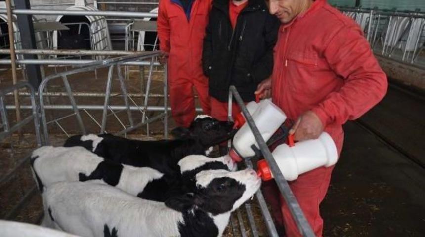 &Uuml;&ccedil;&uuml;z Buzağılar &Ccedil;iftliğin Maskotu Oldu