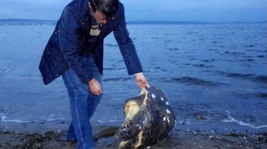 Lapseki'de &Ouml;l&uuml; Caretta Bulundu