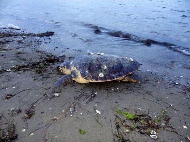 Lapseki'de Ölü Caretta Bulundu