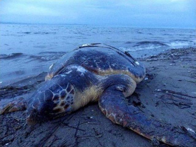 Lapseki'de Ölü Caretta Bulundu