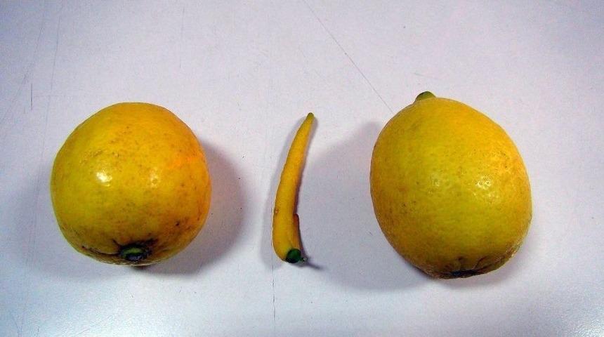 Biber G&ouml;r&uuml;n&uuml;ml&uuml; Limon