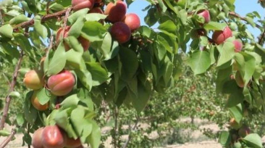 Kayısıda 130 Bin Ton Rekolte Bekleniyor