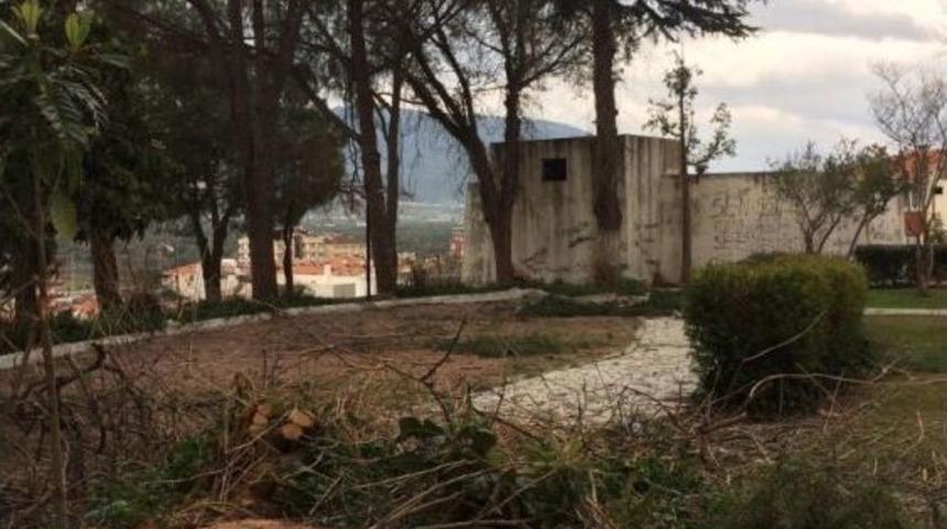 Milas&rsquo;ya Yine Y&uuml;zyıllık Ağa&ccedil; Kesildi