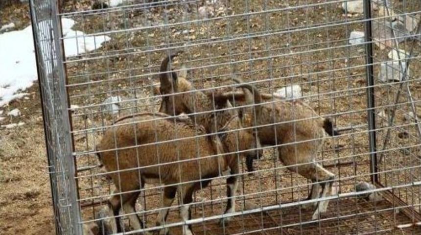 Erzurum&rsquo;da Gps Takılan Yaban Ke&ccedil;ileri Doğaya Salındı