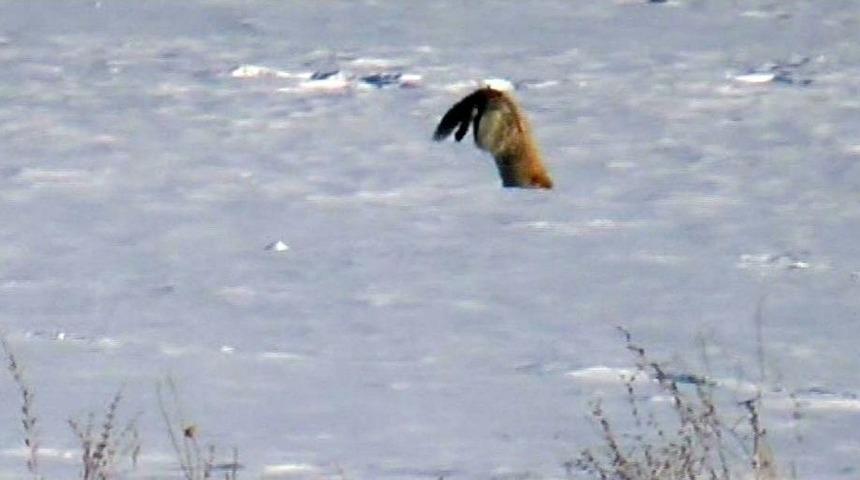 Kars&rsquo;ta Tilkilerin Fare Avı