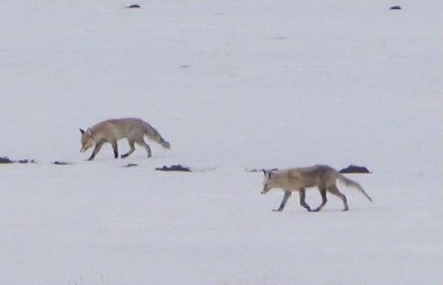 Kars&rsquo;ta Tilkilerin Fare Avı 1