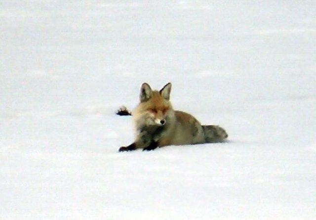 Kars&rsquo;ta Tilkilerin Fare Avı 2