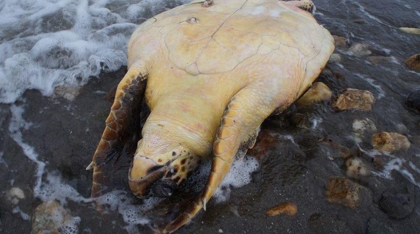 &Ccedil;ardak Kum Adasında &Ouml;l&uuml; Caretta Caretta Bulundu
