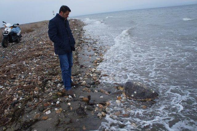 Çardak Kum Adasında Ölü Caretta Caretta Bulundu