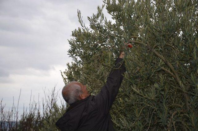 Zeytin Üreticisine Yerinde Uygulamalı Eğitim