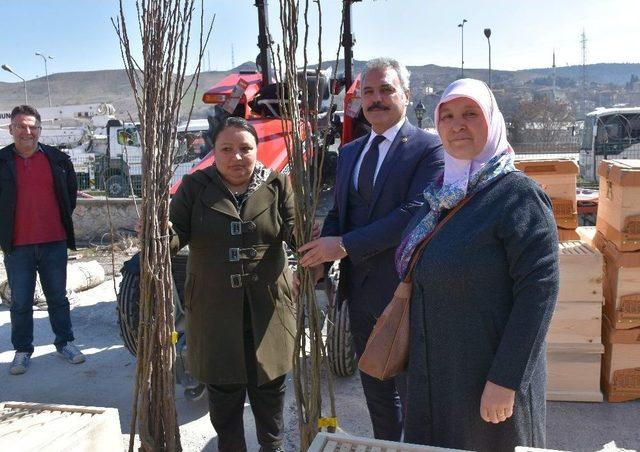 Karabük’te Çiftçilere Fidanlar Ve Arısız Kovan