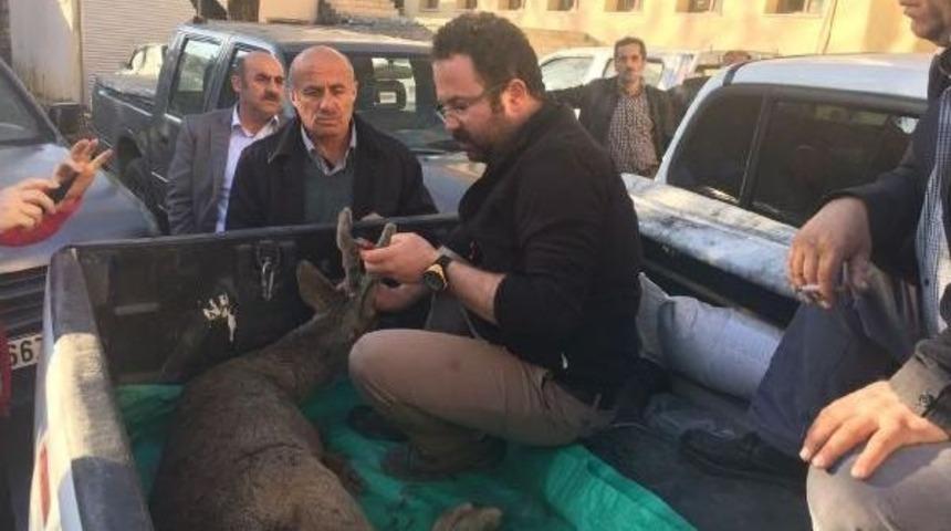 Yaralı Karaca, Tedavi I&ccedil;in Kars&rsquo;A G&ouml;nderildi