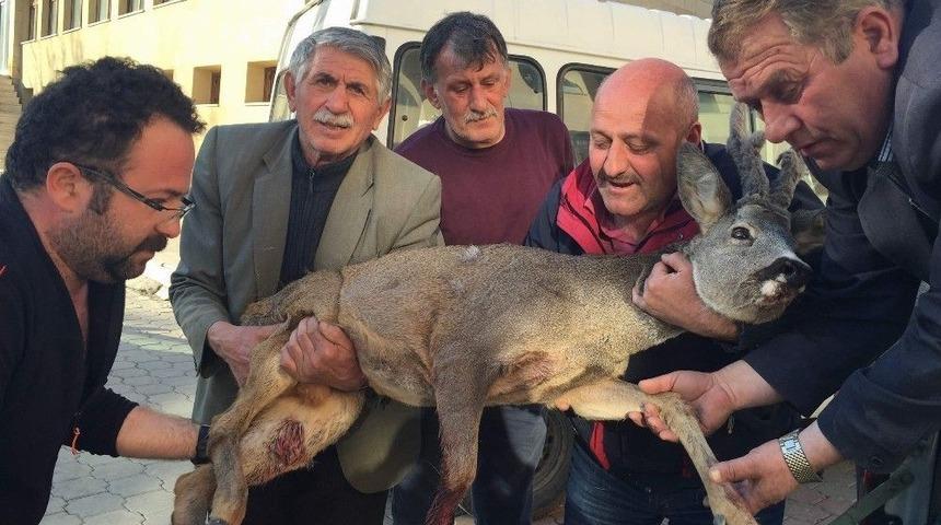 Şavşat Halkı Yaralı Karaca İ&ccedil;in Seferber Oldu