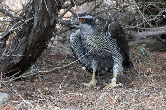 Tedavisi Tamamlanan ‘çakır’ı Doğaya Kadınlar Salıverdi