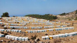 Aydın’a 2 Milyon 582 Bin Lira Arı Desteği