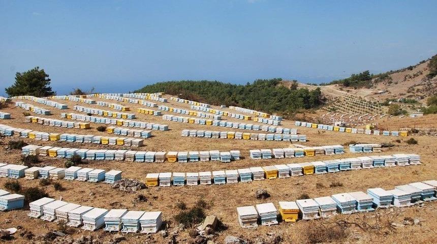 Fet&ouml;, Arıcıları Da Mağdur Etti