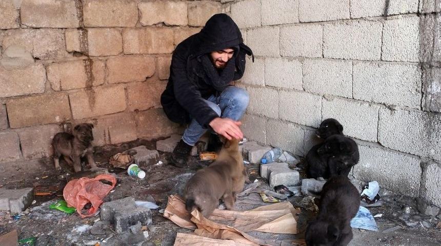 Ağrı&rsquo;da Sokağa Bırakılmış Yavru K&ouml;peklere Sahip &Ccedil;ıktı