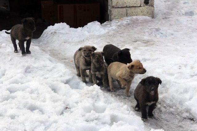 Ağrı’da Sokağa Bırakılmış Yavru Köpeklere Sahip Çıktı