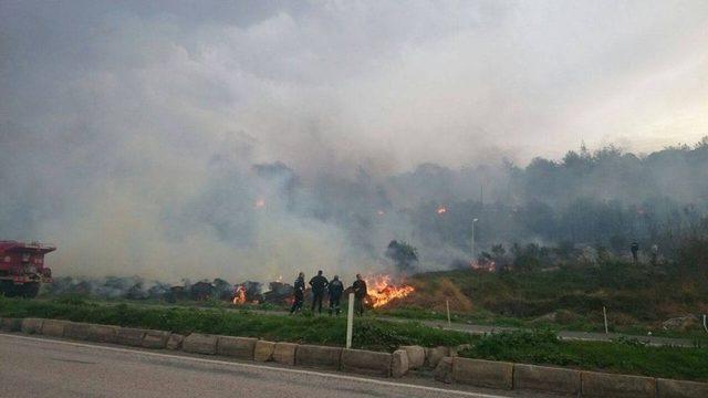 İskenderun’da Orman Yangını