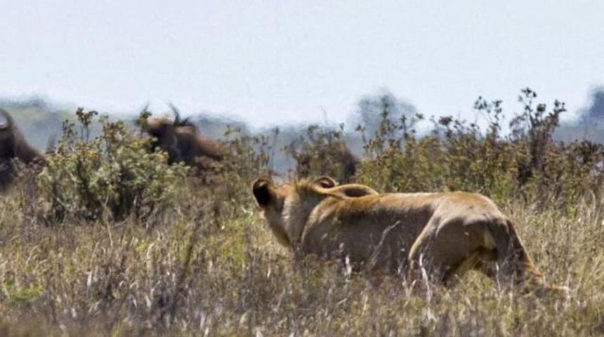 Aslan sabırla avını bekledi ama..