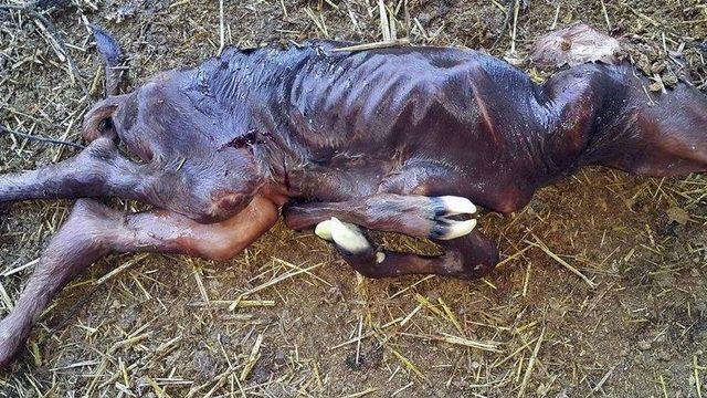 İnek Doğum Yaptı, Görenler Gözlerine İnanamadı