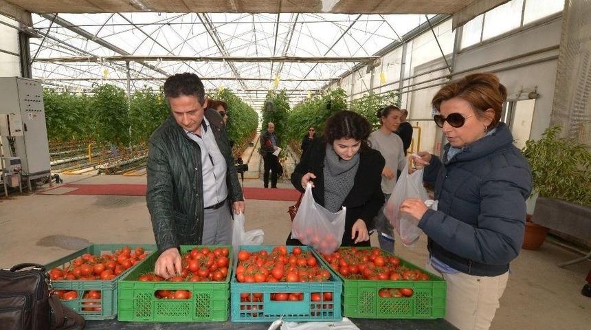 Mamak &Ccedil;&ouml;pl&uuml;ğ&uuml;n&uuml;n Seralarında Hormonsuz Domates, Biber, Salatalık Yetişiyor