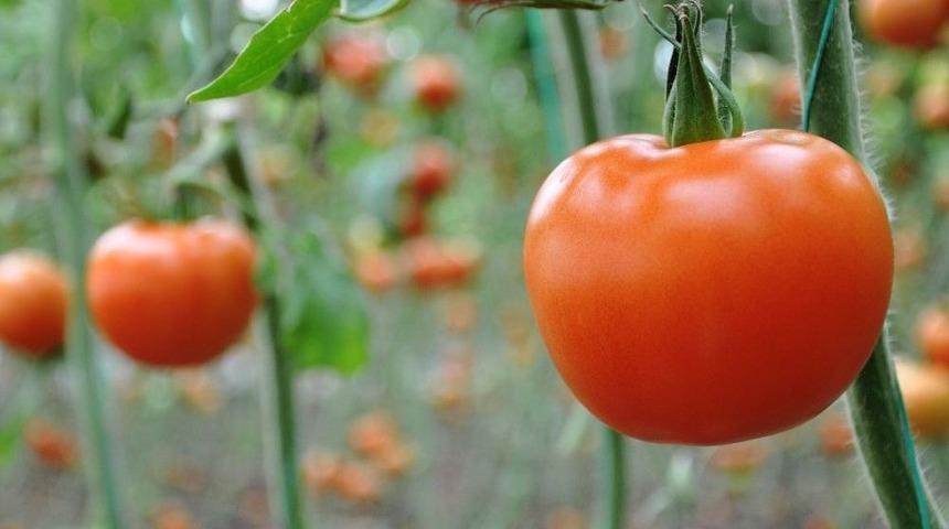 (özel) Domates Üreticisi Rusya’ya İhracat Yasağının Kalkmasını Bekliyor