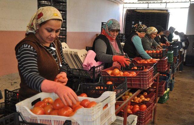 (özel) Domates Üreticisi Rusya’ya İhracat Yasağının Kalkmasını Bekliyor