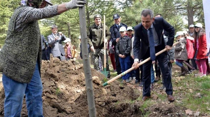 Ertuğrul Gazi T&uuml;rbesi Alanına &Ccedil;ınar Ve Ihlamur Fidanları Dikildi