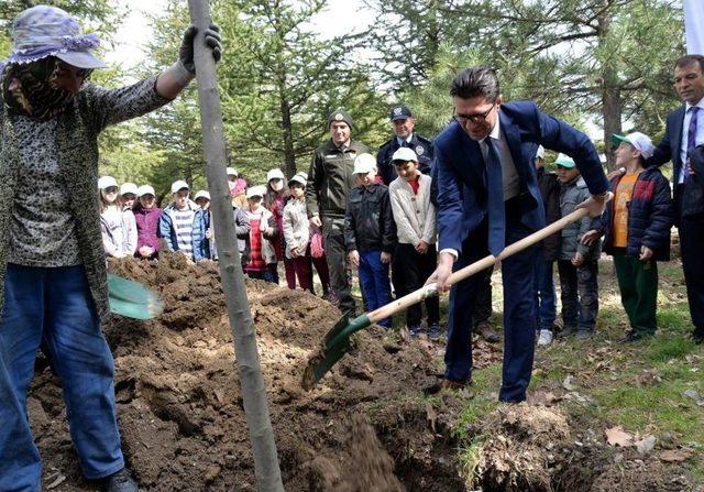 Ertuğrul Gazi Türbesi Alanına Çınar Ve Ihlamur Fidanları Dikildi