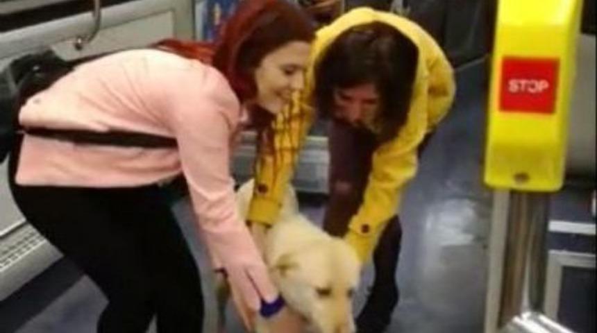 Yağmurdan Ka&ccedil;an Sokak K&ouml;peği Belediye Otob&uuml;s&uuml;ne Sığındı