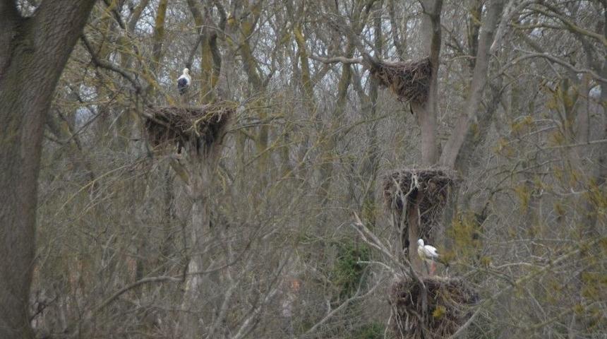 "leylek Ormanı"nın Konukları Gelmeye Başladı