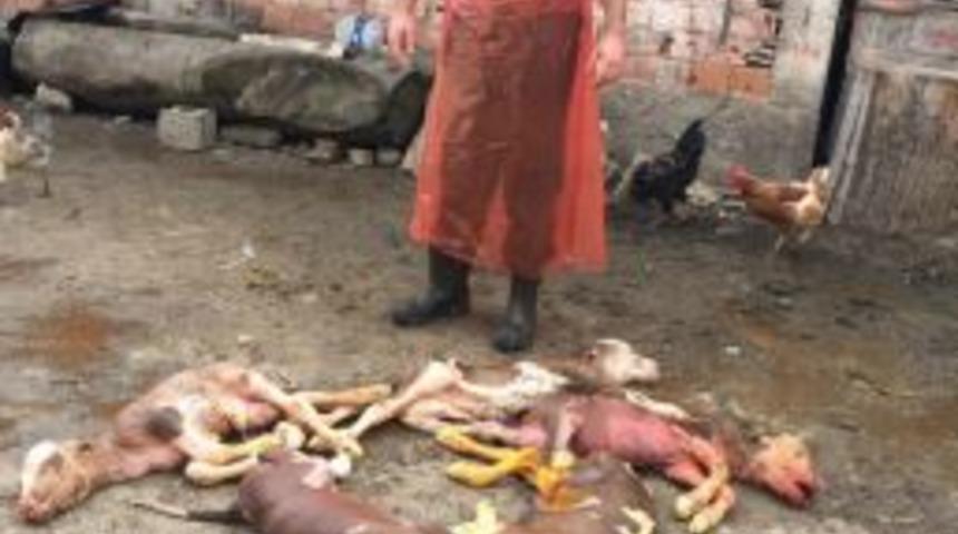 Kastamonu&rsquo;da Beşiz Buzağılar &Ouml;l&uuml; Doğdu