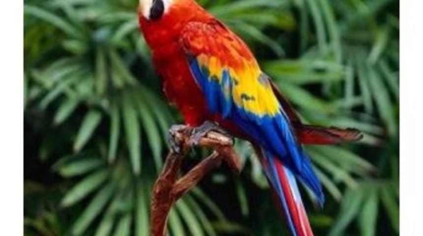 Ev Ve S&uuml;s Hayvanları Satıcıları Eğitim Alacak