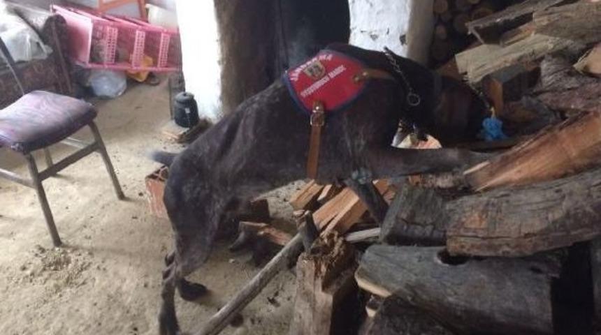 İneg&ouml;l'de Jandarmadan Uyuştucu Operasyonu