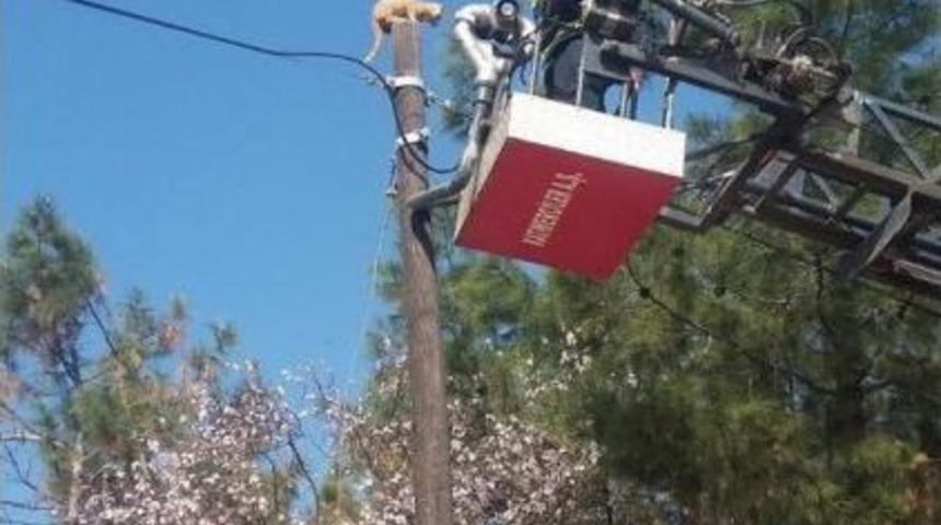 Elektrik Direğinde Mahsur Kalan Kedi Kurtarıldı