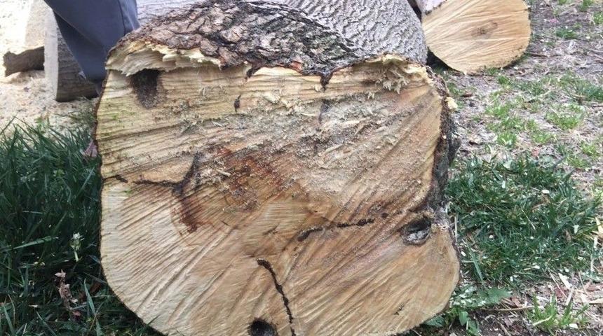 Turun&ccedil;gil Uzun Antenli B&ouml;cekle M&uuml;cadele S&uuml;r&uuml;yor