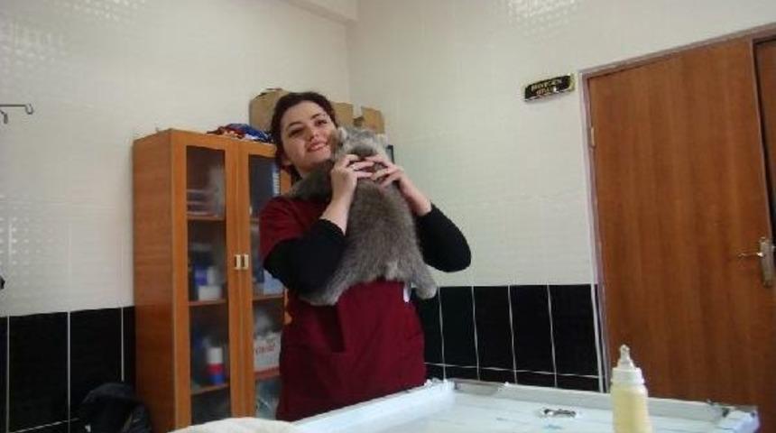 Yavru Ayıyı Biberonla Besliyorlar