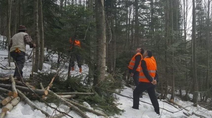 Ormanda Sıklık Bakımı Ve Işık Boşaltma Kesimi