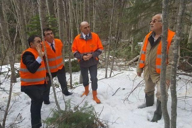 Ormanda Sıklık Bakımı Ve Işık Boşaltma Kesimi