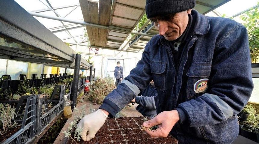 K&ouml;rfez&rsquo;e 250 Bin Adet &Ccedil;i&ccedil;ek Dikilecek