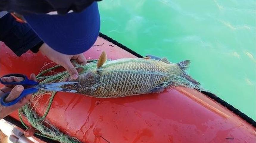 Kemer Barajı&rsquo;nda Ağa Takılan Sazanlar Tekrar Suya Bırakıldı