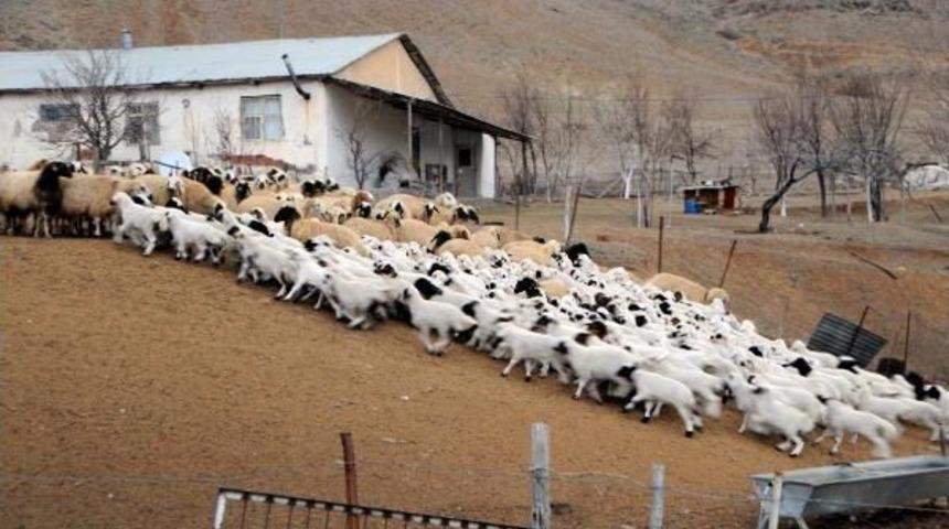 Koyun Ve Kuzuların Buluşması