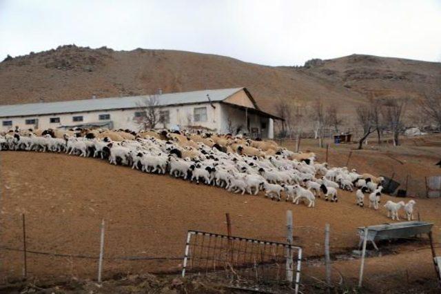 Koyun Ve Kuzuların Buluşması