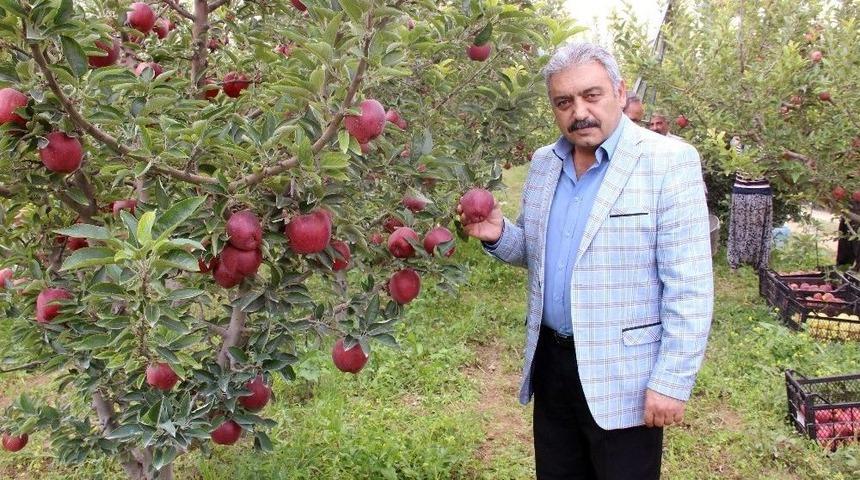 Karaman Elmasında 500 Bin Ton Rekolte Beklentisi
